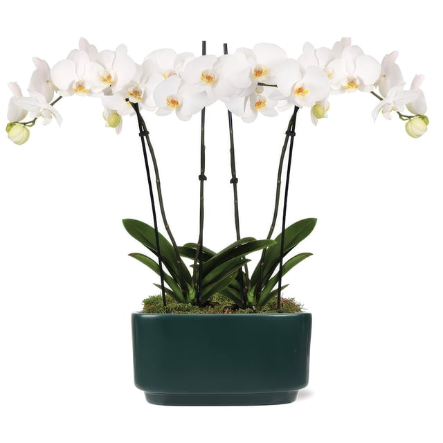 10" White Orchid Planter in Bistro Green Pot