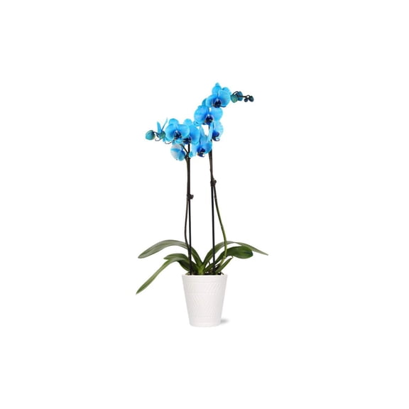 5" Blue Watercolor Orchid in White Ceramic Pot