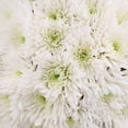 thumbnail image 2 of Member's Mark Spider Mums, choose color and stem count, 2 of 7