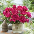 thumbnail image 5 of Member's Mark Peony Karl Rosenfield Dormant Bulbs, 3pk, 5 of 9