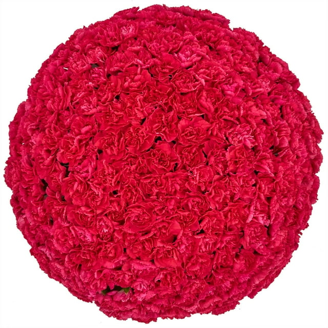 Member's Mark Mini Carnations, Choose color and stem count