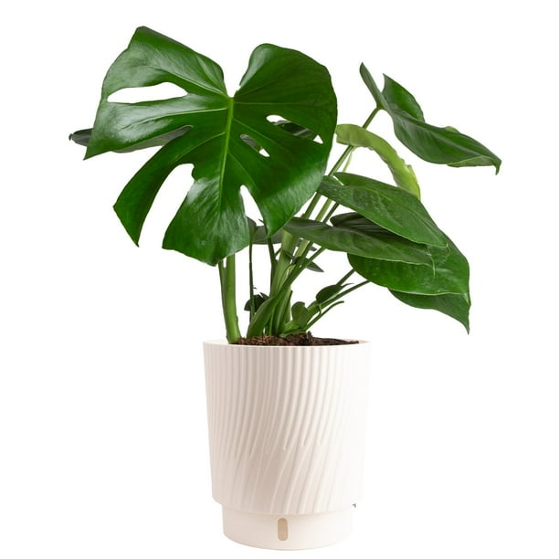 botanical☆ Tropical Foliage Self-Watering Wick & Grow Plant in 10