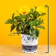 thumbnail image 6 of Costa Farms 1-Gallon Tropical Hibiscus Premium HibisQs, 6 of 6
