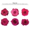 thumbnail image 7 of Member's Mark Ecuadorian Premium Roses, choose color variety and stem count, 7 of 7
