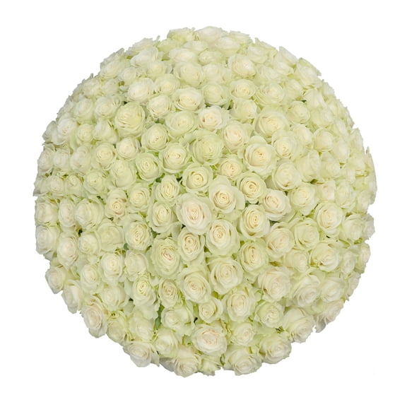 Member's Mark Ecuadorian Premium Roses, choose color variety and stem count