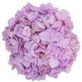 thumbnail image 3 of Member's Mark Color Enhanced Hydrangeas, 20 stems, choose color, 3 of 4