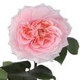 thumbnail image 5 of Member's Mark Garden Roses, 36 stems, Choose color variety, 5 of 7