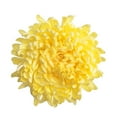 thumbnail image 2 of Member's Mark Football Mums, Choose color and stem count, 2 of 2