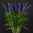 thumbnail image 3 of Member's Mark Veronica Flower, 100 stems, choose color, 3 of 4