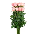 thumbnail image 6 of Member's Mark Ecuadorian Premium Roses, choose color variety and stem count, 6 of 7