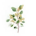 thumbnail image 2 of Member's Mark Seeded Eucalyptus Greenery, 40 stems, 2 of 5