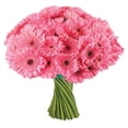 thumbnail image 2 of Member's Mark Gerbera Daisies, choose color and stem count, 2 of 8