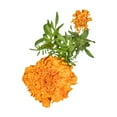 thumbnail image 5 of Member's Mark Orange Marigolds, choose stem count, 5 of 8