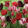 thumbnail image 3 of Member's Mark Tulip Va Va Voom Blend Dormant Bulbs, 28pk, 3 of 9