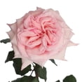 thumbnail image 3 of Member's Mark Garden Roses, 36 stems, Choose color variety, 3 of 7