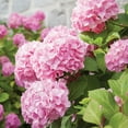 thumbnail image 8 of Hydrangea or Lilac Shrubs 2 pk., 8 of 15