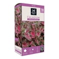 thumbnail image 1 of Member's Mark Caladium Carolyn Whorton Dormant Bulbs, 18pk, 1 of 9
