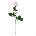 thumbnail image 2 of Member's Mark Ecuadorian Premium Roses, choose color variety and stem count, 2 of 7