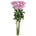 thumbnail image 3 of Member's Mark Spider Mums, choose color and stem count, 3 of 7