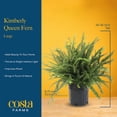 thumbnail image 5 of Costa Farms Live 10" Kimberly Queen Fern, Outdoor, 5 of 7