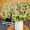 thumbnail image 3 of Member's Mark Chamomile Matricaria, choose stem count, 3 of 6