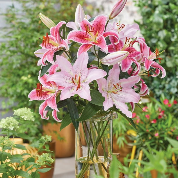 Member's Mark Lily Oriental Blend Dormant Bulbs, 16pk - Samsclub.com