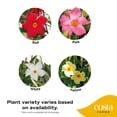thumbnail image 3 of Costa Farms Live 12" Mandevilla Flowering Hanging Basket, 3 of 8