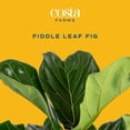 thumbnail image 2 of Costa Farms Live 10" Fiddle Leaf Fig Standard in Decor Pot, 2 of 8