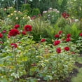 thumbnail image 4 of Member's Mark Fragrance Collection, Dormant Rose Bush, 4 of 4