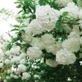 thumbnail image 5 of Member's Mark Viburnum Snowball Bush Dormant Bulbs, 2pk, 5 of 8