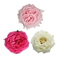 thumbnail image 1 of Member's Mark Garden Roses, 36 stems, Choose color variety, 1 of 6