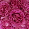 thumbnail image 3 of Member's Mark Garden Roses, 36 stems, Choose color variety, 3 of 6