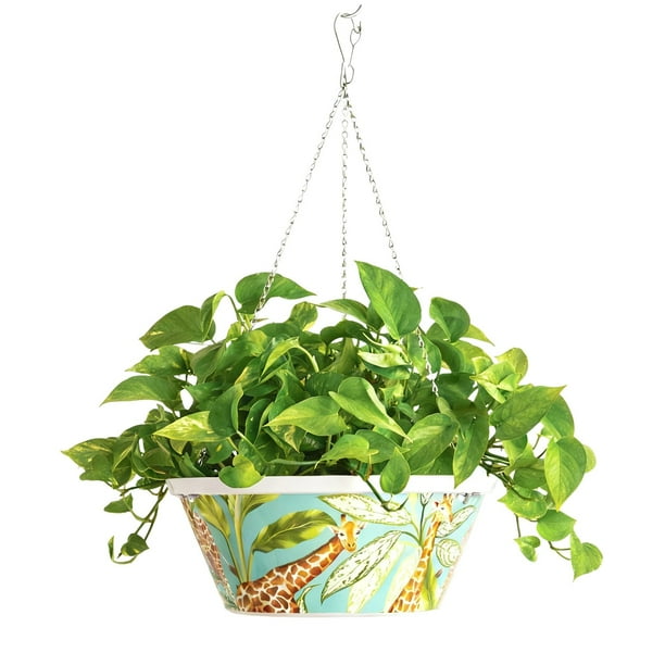 aglaonema care in winter Aglaonema Wintry Winehouse | Care Guide and Pro Tips - Delivery from  Toronto across Canada