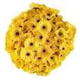 thumbnail image 1 of Member's Mark Gerbera Daisies, choose color and stem count, 1 of 4