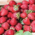 thumbnail image 3 of Member's Mark Strawberry Ozark Beauty, 40pk, 3 of 9