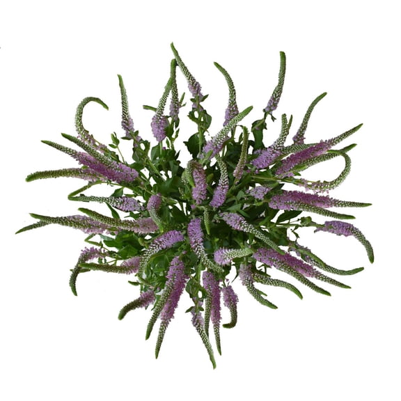 Member's Mark Veronica Flower, 100 stems, choose color