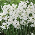 thumbnail image 3 of Member's Mark Narcissus Paperwhite Dormant Bulbs, 20pk, 3 of 9