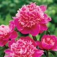 thumbnail image 4 of Member's Mark Double Peonies Sorbet & Emile Debatene Dormant Bulbs, 3pk, 4 of 10