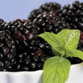 thumbnail image 5 of Member's Mark Blackberry Thornless, 2pk, 5 of 10