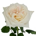 thumbnail image 5 of Member's Mark Garden Roses, 36 stems, Choose color variety, 5 of 6