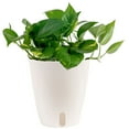 thumbnail image 2 of Costa Farms 6" Tropical Houseplant in Decorative Pot, 2 of 9