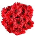 thumbnail image 1 of Member's Mark Gerbera Daisies, choose color and stem count, 1 of 3