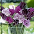 thumbnail image 5 of Member's Mark Tulip Color Me Purple Dormant Bulbs, 30pk, 5 of 9