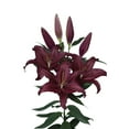 thumbnail image 2 of Member's Mark Oriental Trumpet Lilies, Choose color and stem count, 2 of 2