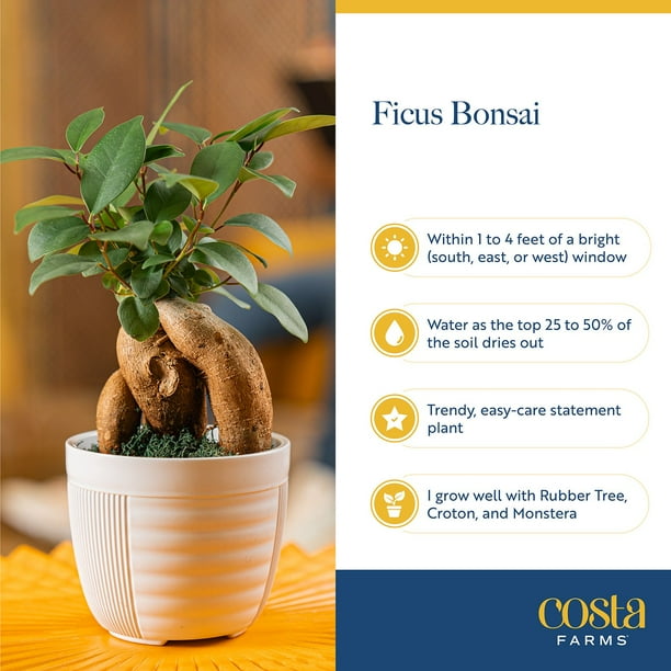Costa Farms Medium Bonsai Plant in Decorative Pot - Samsclub.com