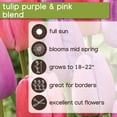 thumbnail image 5 of Member's Mark Tulip Purple and Pink Blend Dormant Bulbs, 40pk, 5 of 8