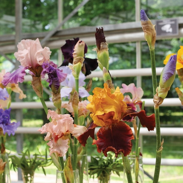Member's Mark Bearded Iris Mixed Dormant Bulbs, 4pk - Samsclub.com