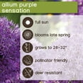 thumbnail image 6 of Member's Mark Allium Purple Sensation Dormant Bulbs, 40pk, 6 of 9
