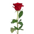 thumbnail image 3 of Member's Mark Roses, choose color and stem count, 3 of 8