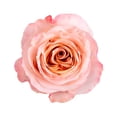 thumbnail image 2 of Member's Mark Ecuadorian Premium Roses, choose color variety and stem count, 2 of 6